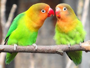 two lovebirds on branch