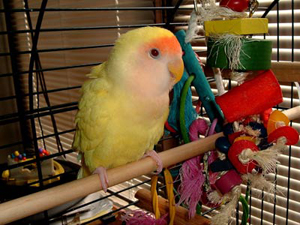 small pet birds