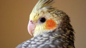 closeup of a cockatiel's head showing crest, beak, and orange cheek