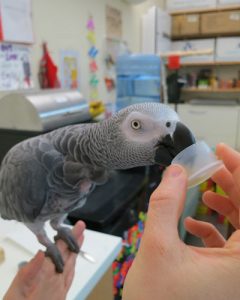 African grey parrot Athena drinking grape juice from tiny cup
