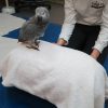 Exercise device for Parrots