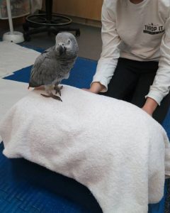 Exercise device for Parrots