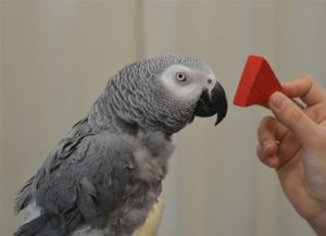 African grey parrot being shown red triangle block