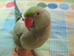 Indian ringneck parakeet standing on colorful cloth