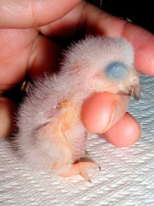 1 day old African grey chick by Ruth Rogers