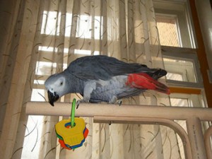African grey, African gray, grey parrot, gray parrot, Psittacus erithacus erithacus