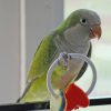 quaker parakeet, quaker parrot, monk parakeet, monk parrot