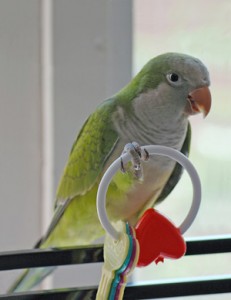 quaker parakeet, quaker parrot, monk parakeet, monk parrot