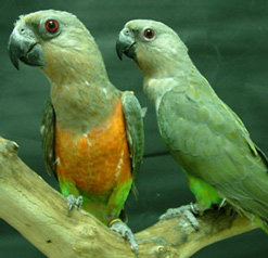 two red-bellied parrots perched on branch; red-belly