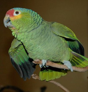 red-lored Amazon parrot, red-lored parrot, red lore Amazon