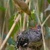 Reed warbler cuckoo feeding a much larger chick