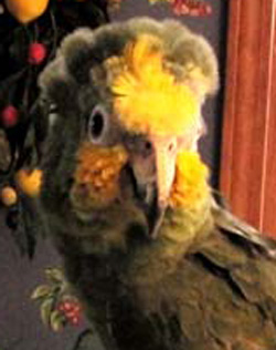 Amazon Parrot Still Going Strong at 100! – Pet Birds by Lafeber Co.