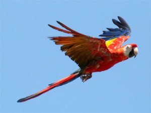 scarlet macaw flying in blue sky