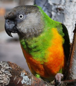Senegal parrot, Senegal bird
