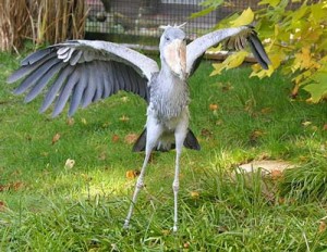 Shoebill_by_Quartl