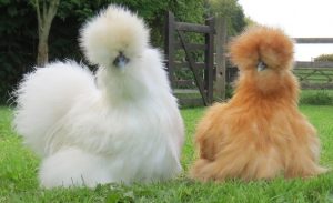 silkie chickens, chickens