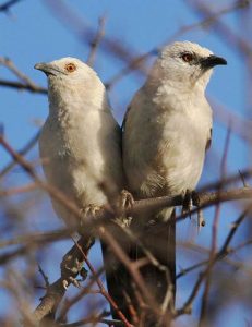 Southern_Pied-babbler,_by_Derek-Keats