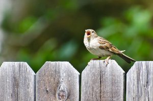 House sparrow singing on the backyard fence