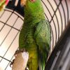 spectacled Amazon parrot in cage