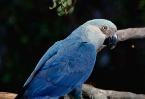 Spix's Macaw sitting on a tree branch