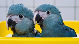 Juvenile Spix macaws in a yellow carrier