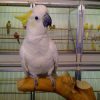 Sulphur-Crested Cockatoo in a pet store