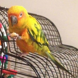 Sun Conure perched on cage with on foot holding up food to beak