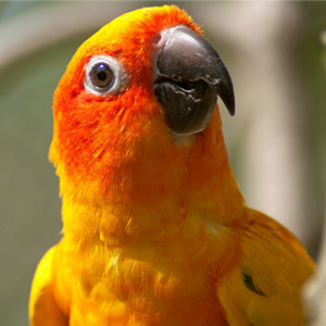 sun conure