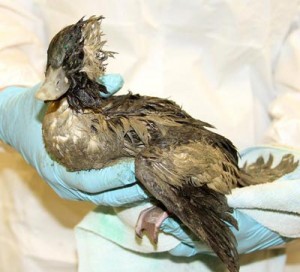 A bufflehead covered in a mysterious substance. (Photo courtesy International Bird Rescue)