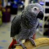 African Grey on perch In Pet shop