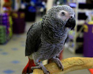 African Grey on perch In Pet shop