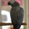 Psittacus erithacus gray parrot sitting on a perch