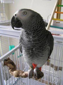 Congo African Grey Parrot on a cage