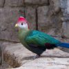 red-crested turaco (Tauraco erythrolophus) standing on wall