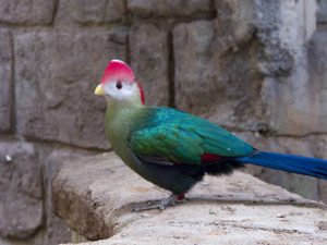 red-crested turaco (Tauraco erythrolophus) standing on wall