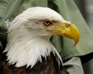 head shot of a Bald eagle with an artificial beak