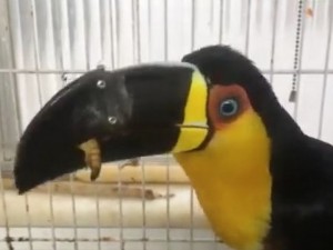 Toucan with a 3D Printed Beak standing in cage