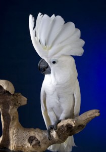 Dancing cockatoo does hillarious head bob to Elvis classic