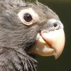 close up of face of Vasa parrot, black parrot