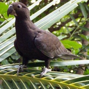 vasa parrot, black parrot
