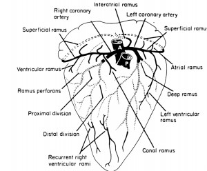 Arrangement of the coronary arteries of the chicken, Gallus, drawn from the cranioventral aspect. Solid black and dashed lines represent superficial portions of arteries. Cross-hatched lines represent deep arteries embedded in the myocardium of the ventral and right side of the interventricular septum. A. aorta: P. pulmonary trunk. (After West, et al. (1981) with permission)