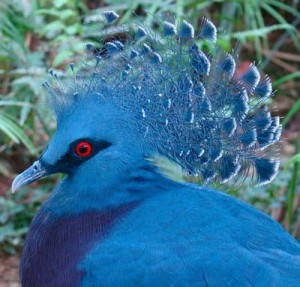 head and shoulder shot of Victoria Crowned Pigeon. Bird hsa blue feathers of varying hues, a red eye, blue beak and a blue head crest of feathers that look like tiny, open fans