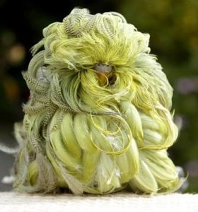 close up of a standing Feather Duster Budgie with curly, yellow feathers covering entire body except for beak