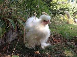 White_silkie_bantam_hen