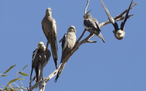 wild cockatiel flock, cockatiels in the wild, flock of cockatiels