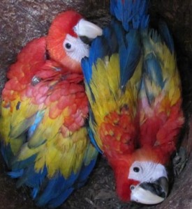 wild scarlet macaw chicks in nest