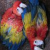 two scarlet macaw chicks