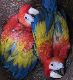 two scarlet macaw chicks