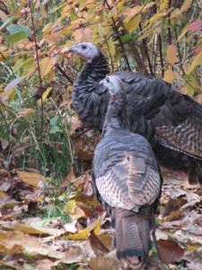 Two Wild Turkeys stand together among tall plants and fallen leaves