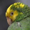 double yellow headed Amazon parrot